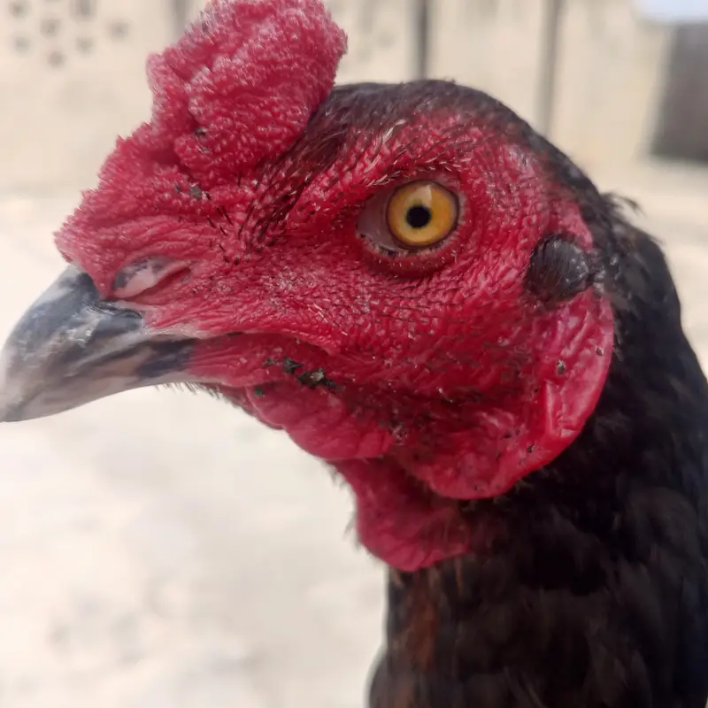 burmi cross patha healthy and active — photo 3