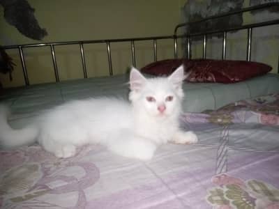 perssion cat babies with green and golden eyes
