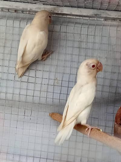 albino red eyes love eyes