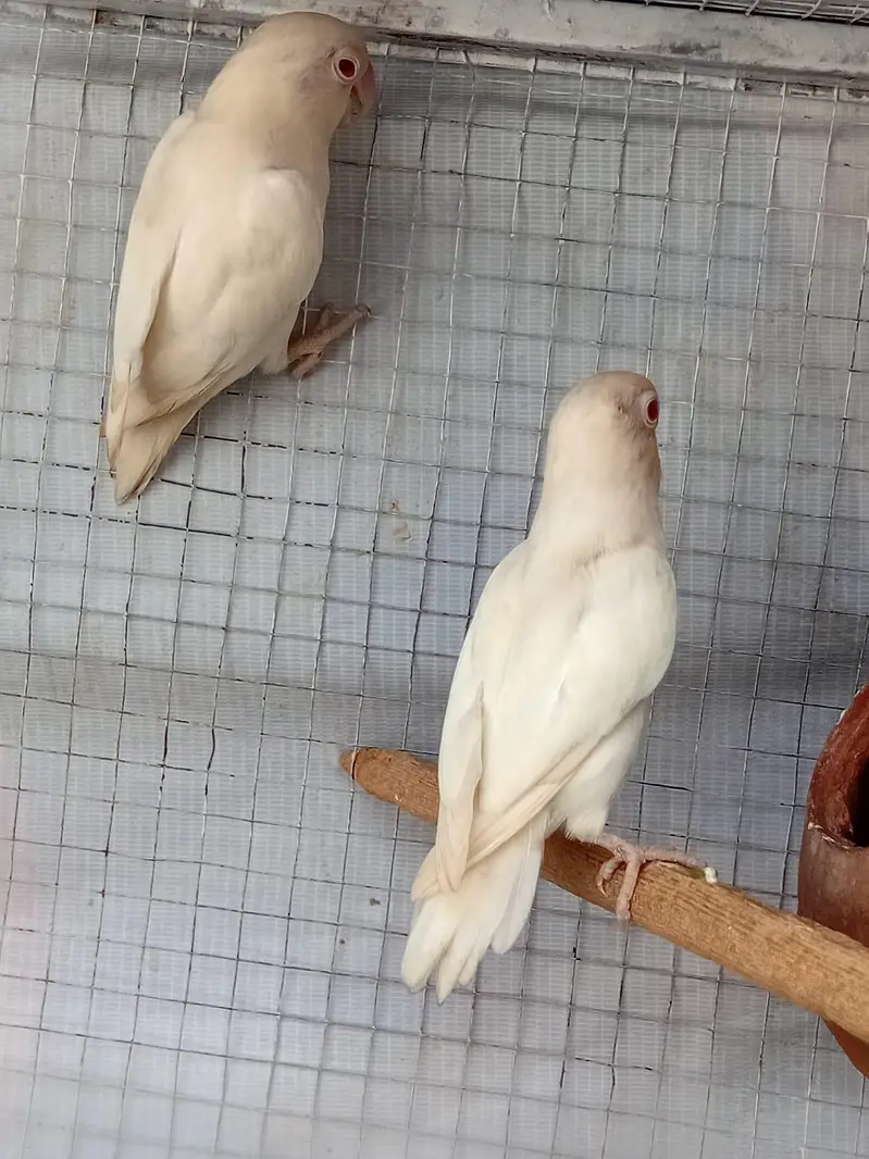 albino red eyes love eyes breeder pair — photo 2