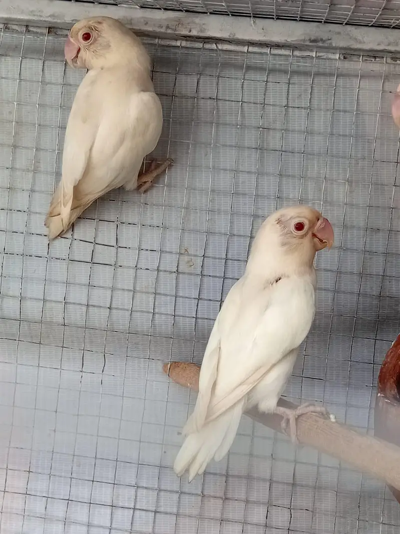 albino red eyes love eyes breeder pair — photo 3