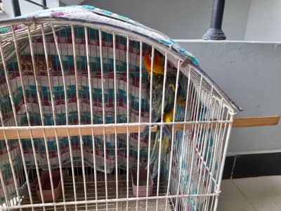 sun conure for sale