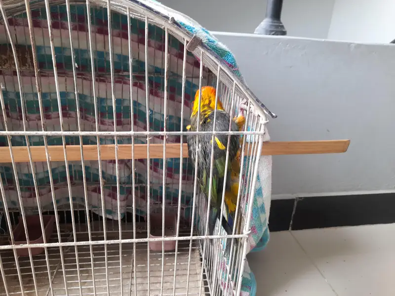 sun conure for sale — photo 2