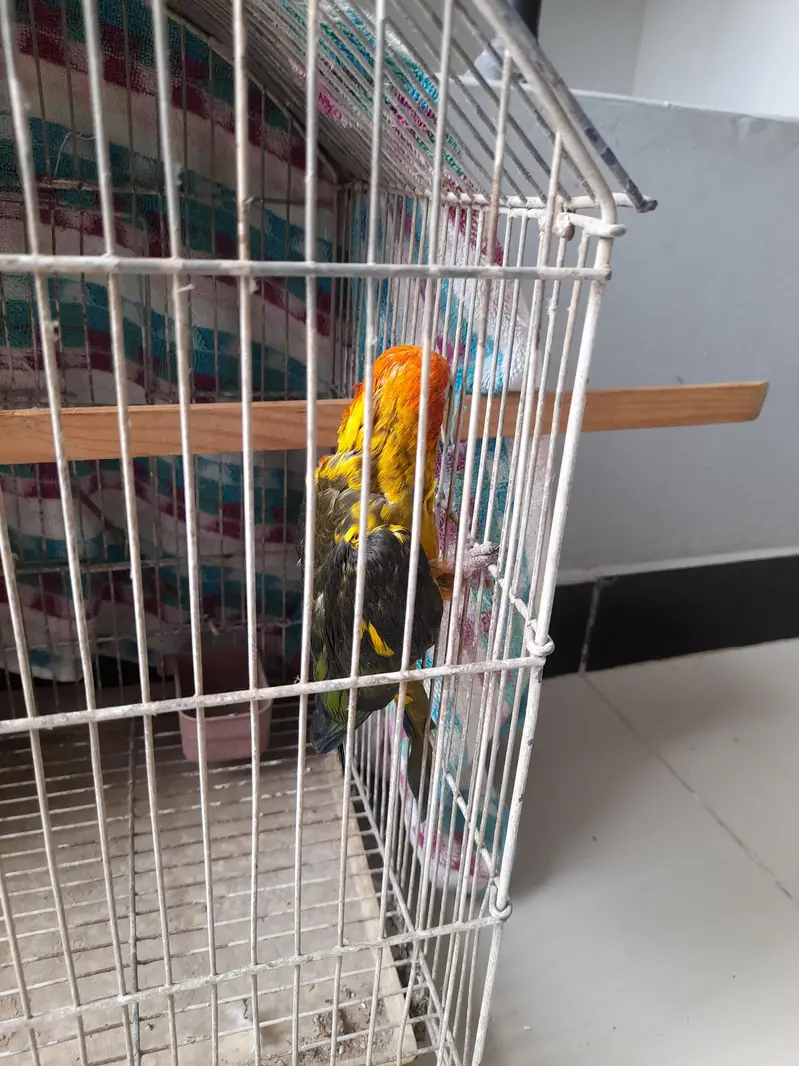 sun conure for sale — photo 3