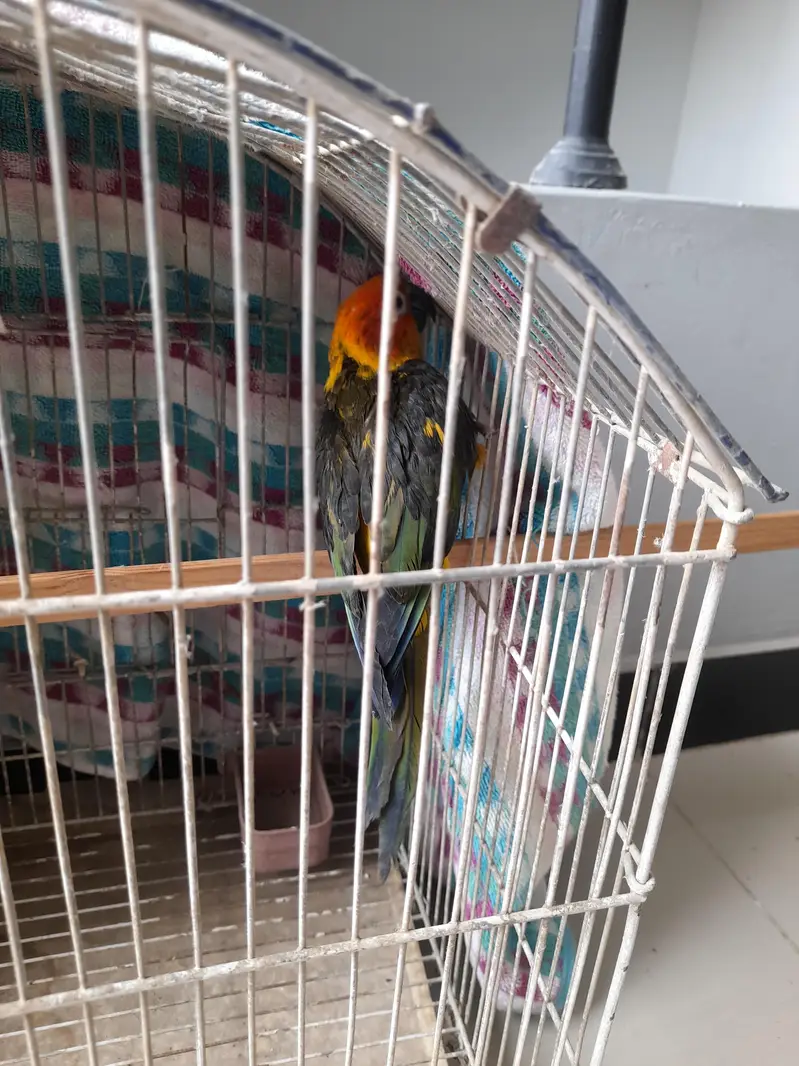 sun conure for sale — photo 4
