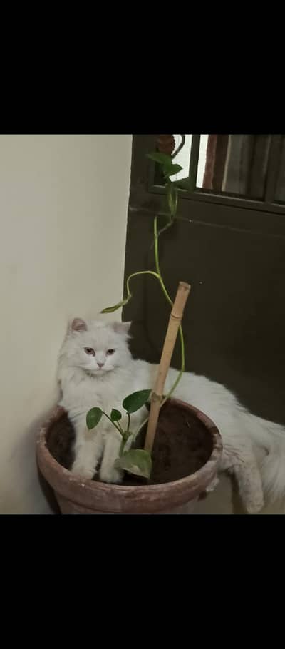 persian