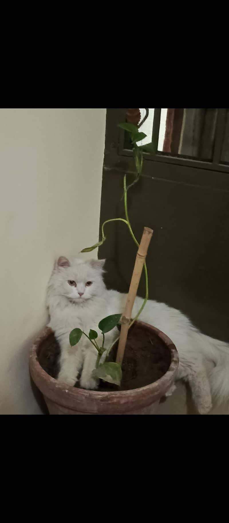 persian 0