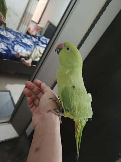 male talking parrot