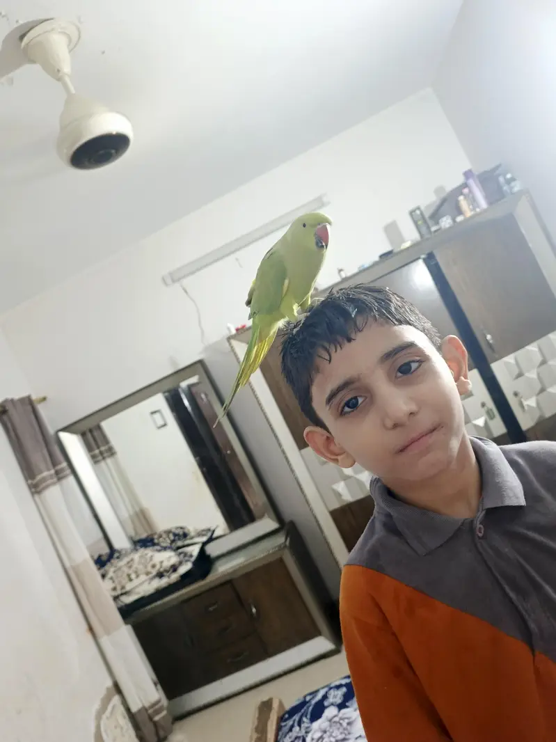 male talking parrot — photo 2