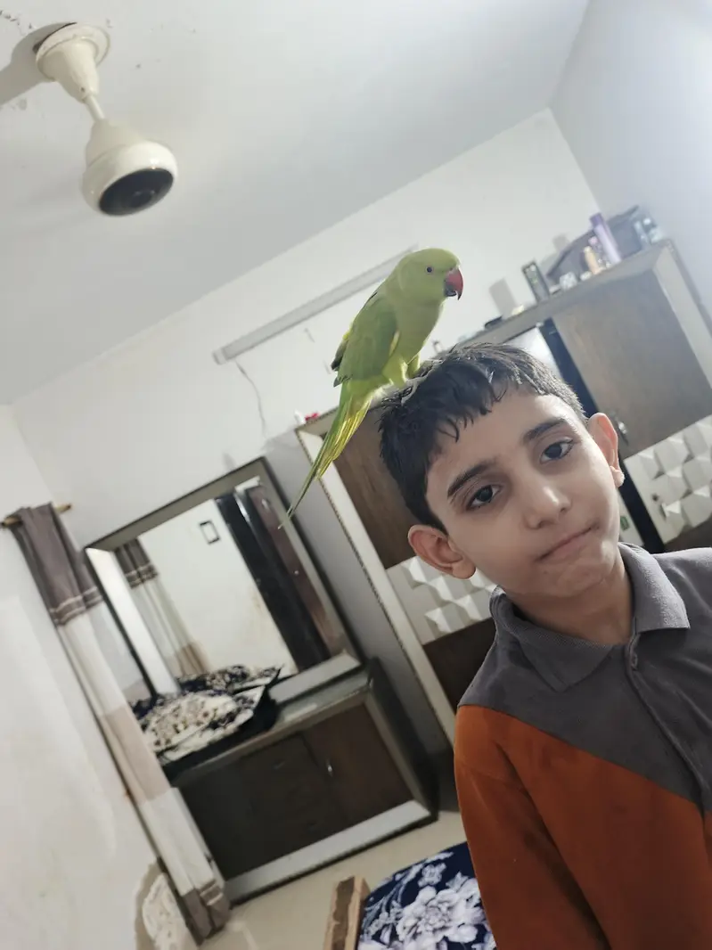 male talking parrot — photo 3