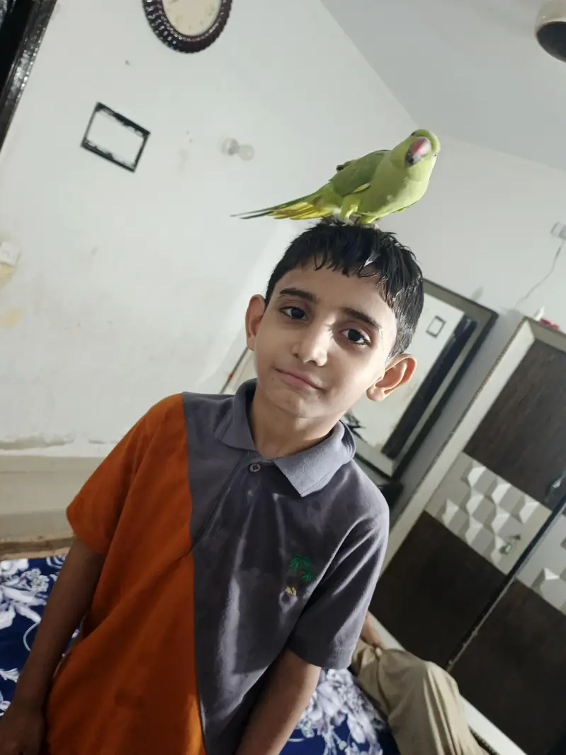 male talking parrot — photo 4