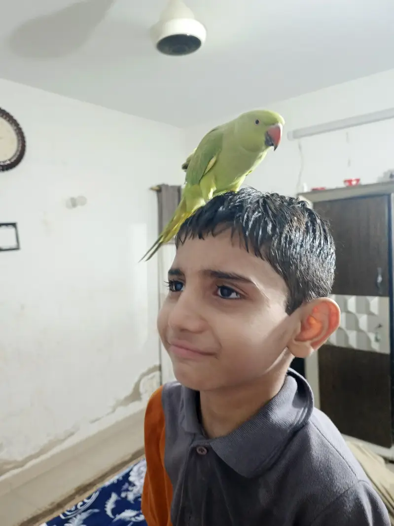 male talking parrot — photo 5