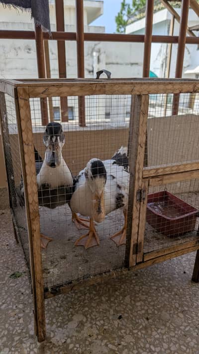 2 DUCKS FOR SALE