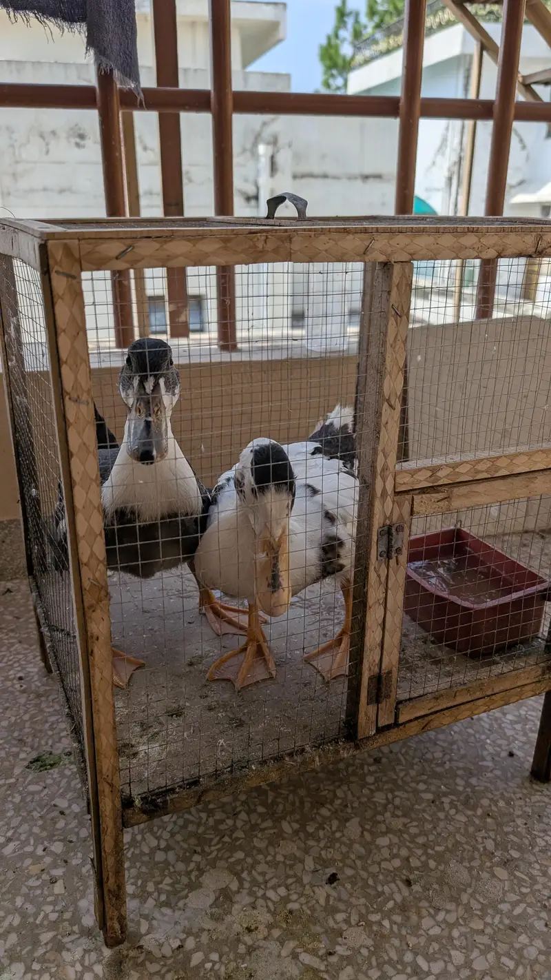 2 DUCKS FOR SALE