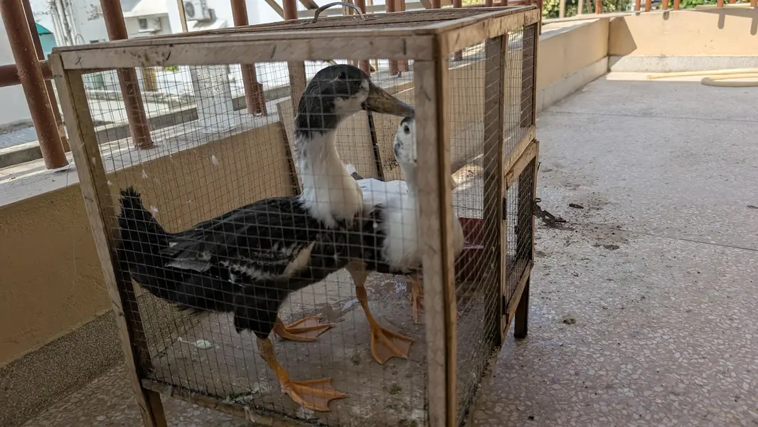 2 DUCKS FOR SALE — photo 2