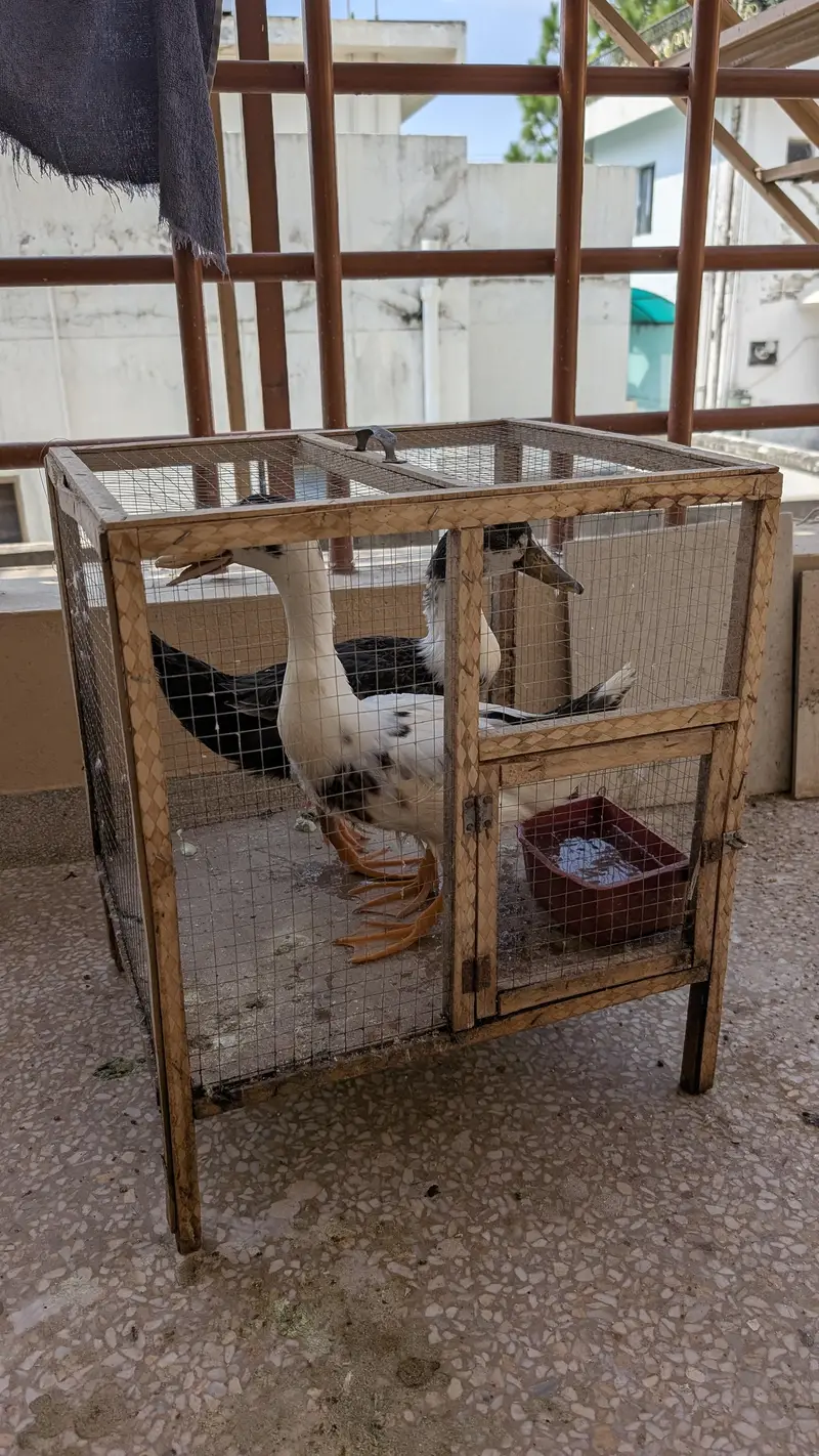 2 DUCKS FOR SALE — photo 3