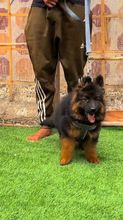 (German- shepherd) (puppies) (argent for sale) Whatsapp 03401430037