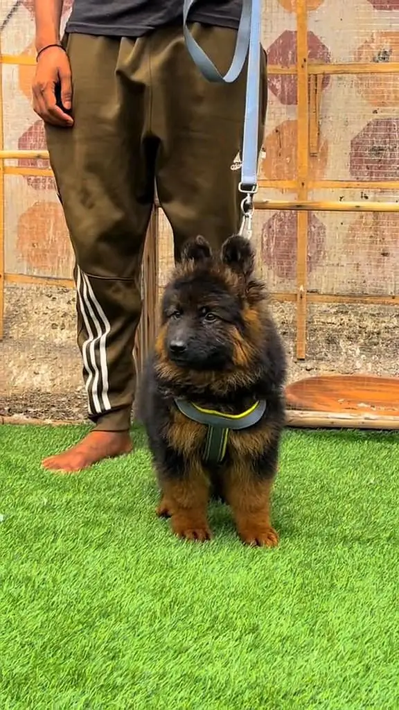 (German- shepherd) (puppies) (argent for sale) Whatsapp 03401430037 — photo 2