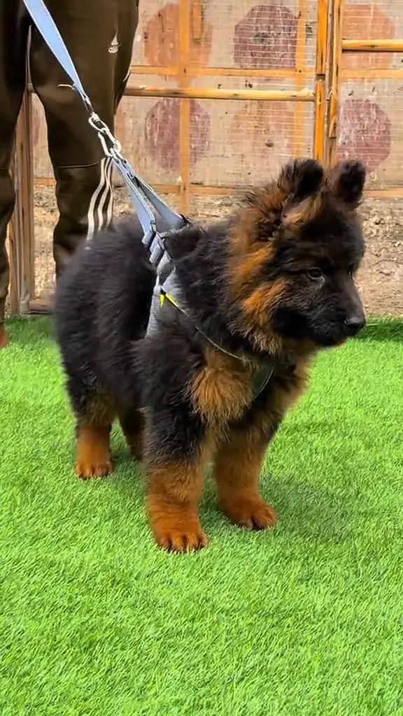 (German- shepherd) (puppies) (argent for sale) Whatsapp 03401430037 — photo 3