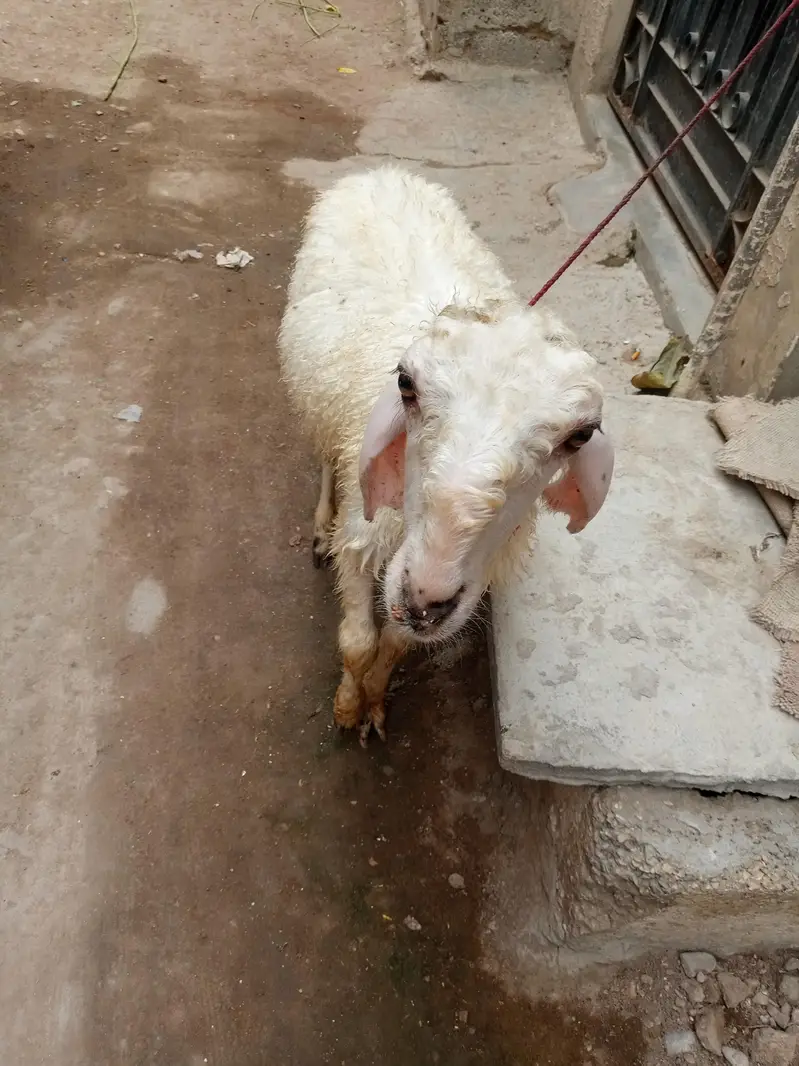 mondra dumba he full whait he nar — photo 2