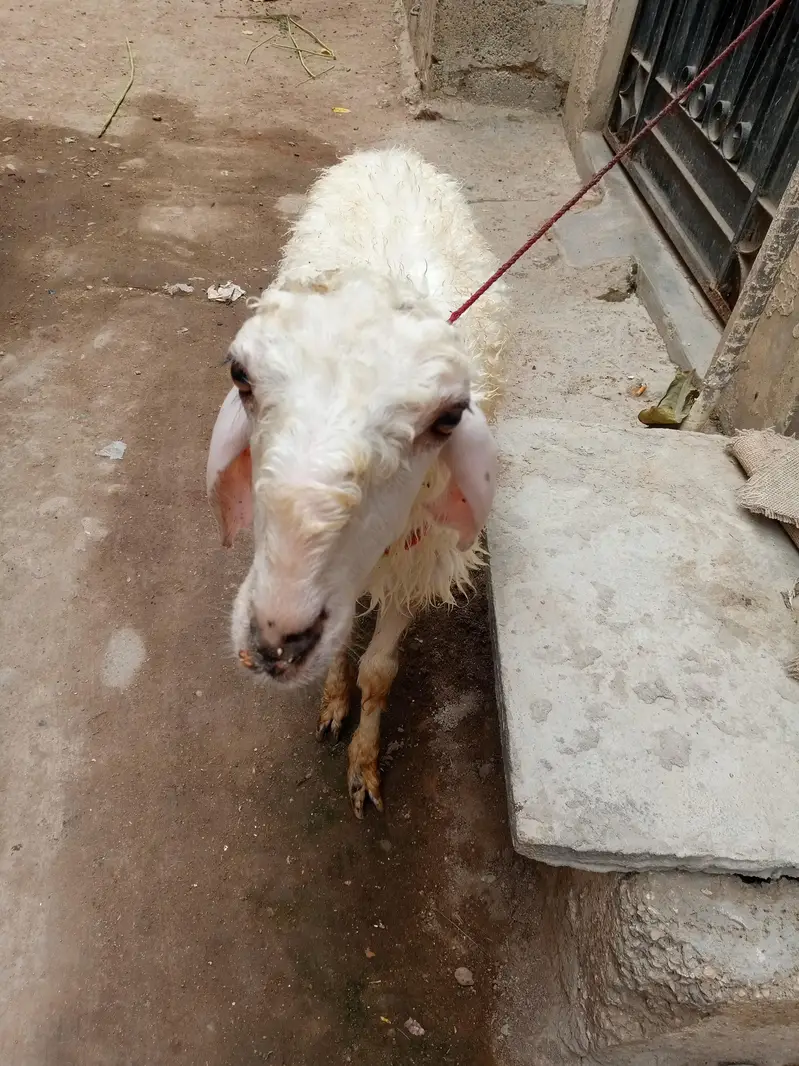mondra dumba he full whait he nar — photo 3