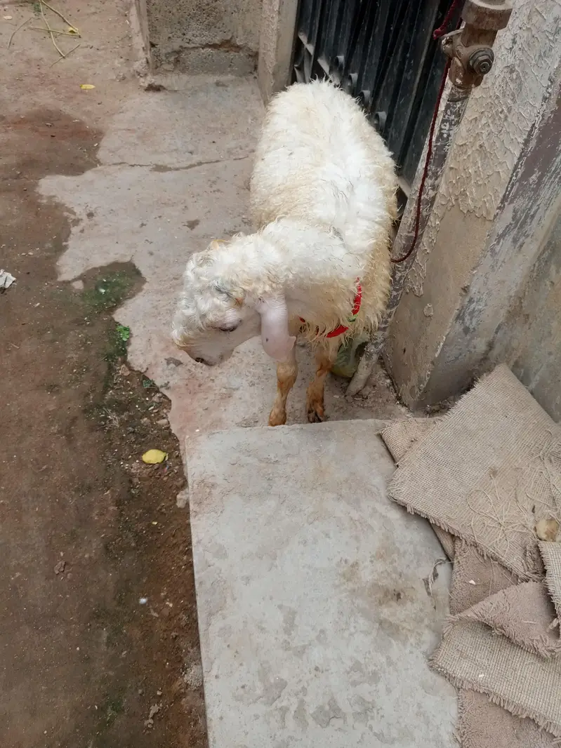 mondra dumba he full whait he nar — photo 4