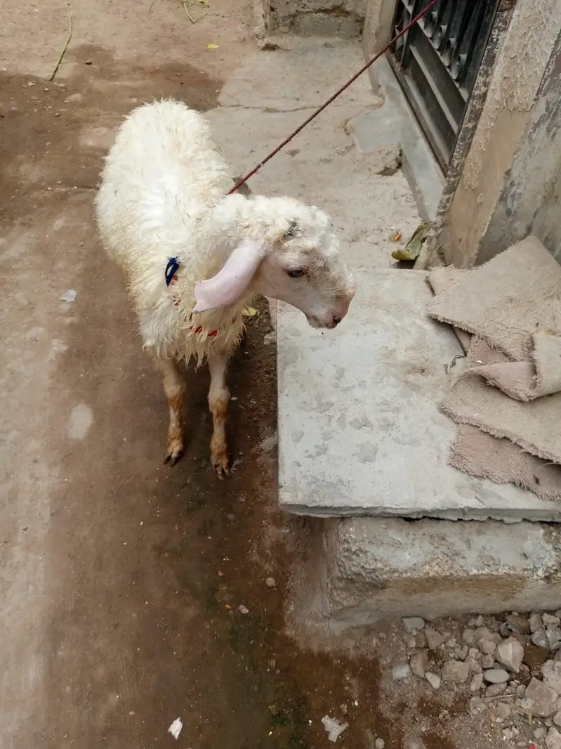 mondra dumba he full whait he nar — photo 5