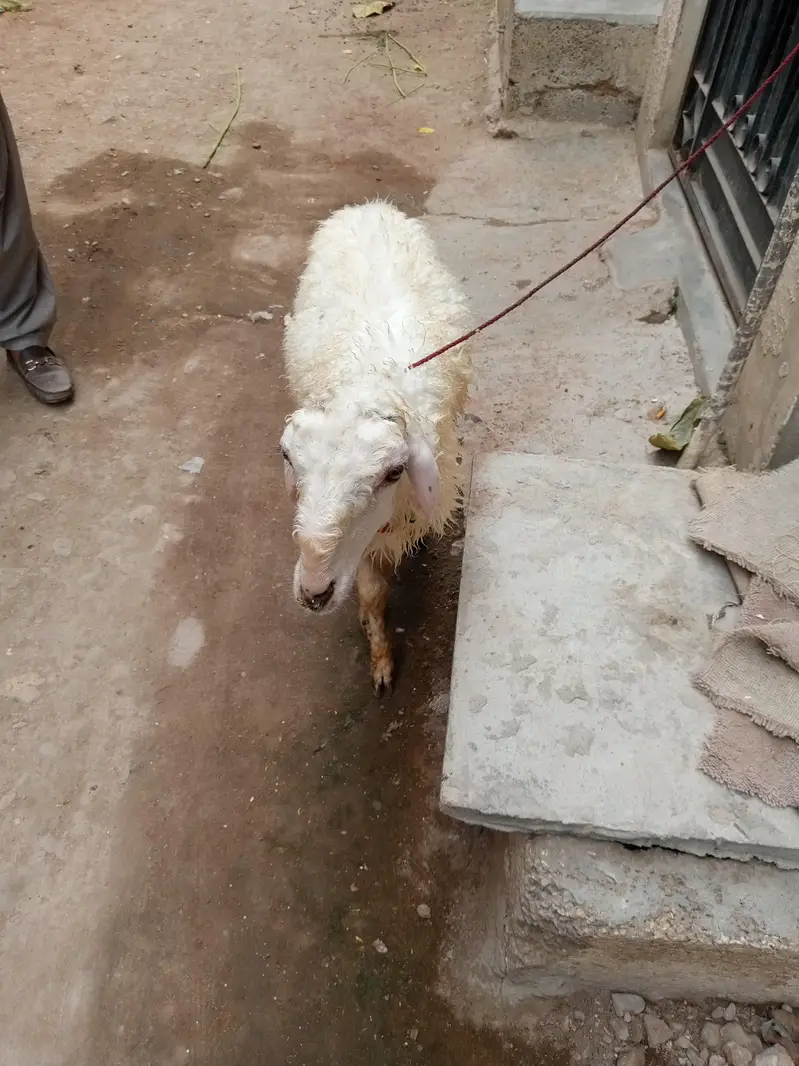 mondra dumba he full whait he nar — photo 6