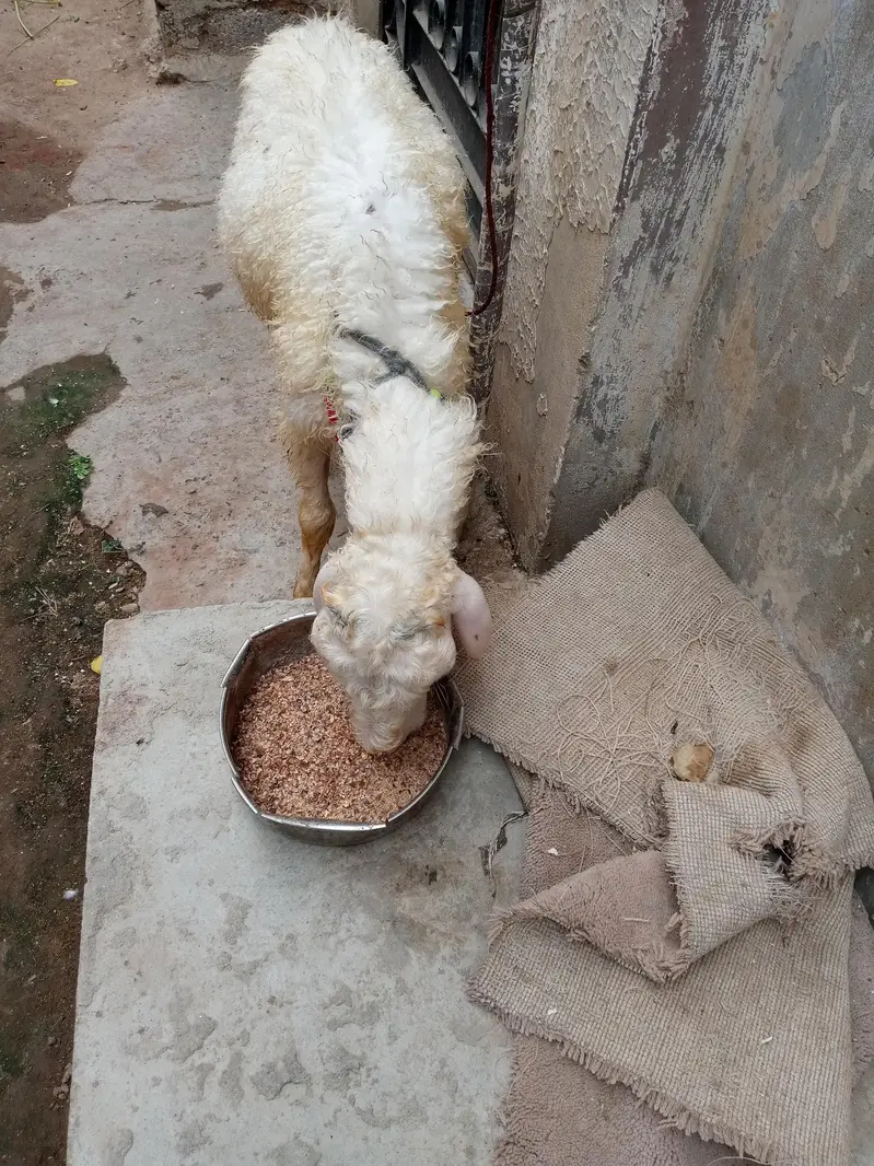 mondra dumba he full whait he nar — photo 7