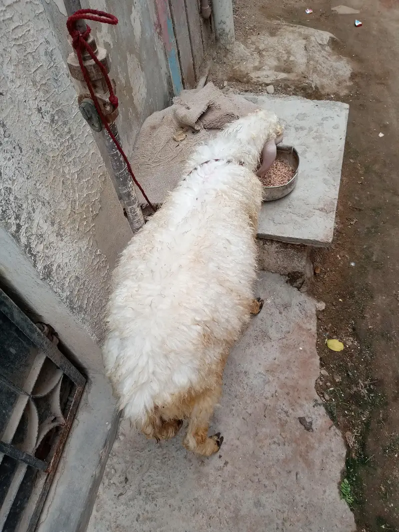 mondra dumba he full whait he nar — photo 8