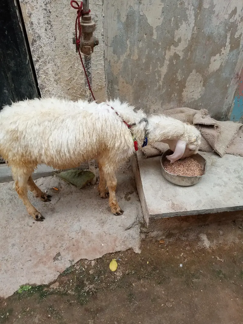 mondra dumba he full whait he nar — photo 9