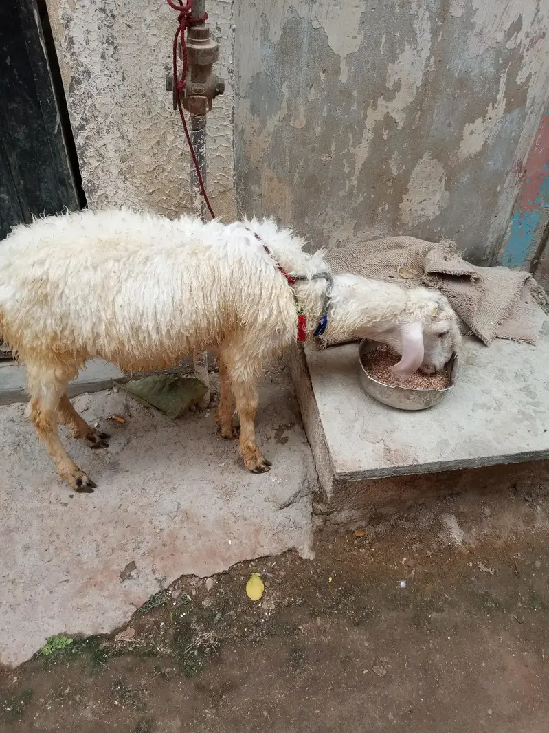 mondra dumba he full whait he nar — photo 10