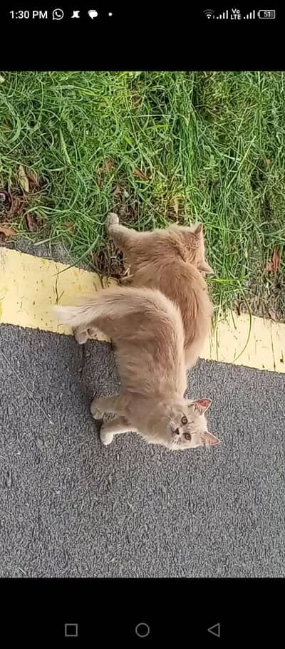 Persian Kittens Pair For Sale