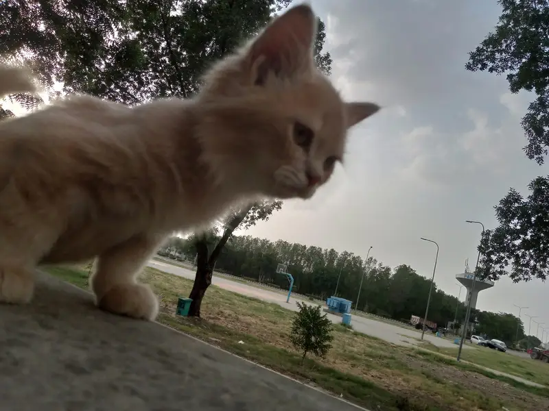 Persian Kittens Pair For Sale — photo 3