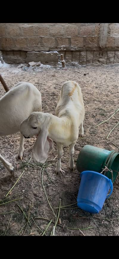 Kajla sheep and goats