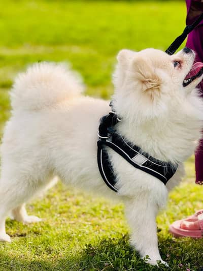 One year Pomeranian imported from Russia