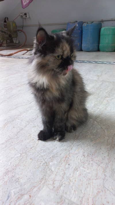 Unique colour persian cat