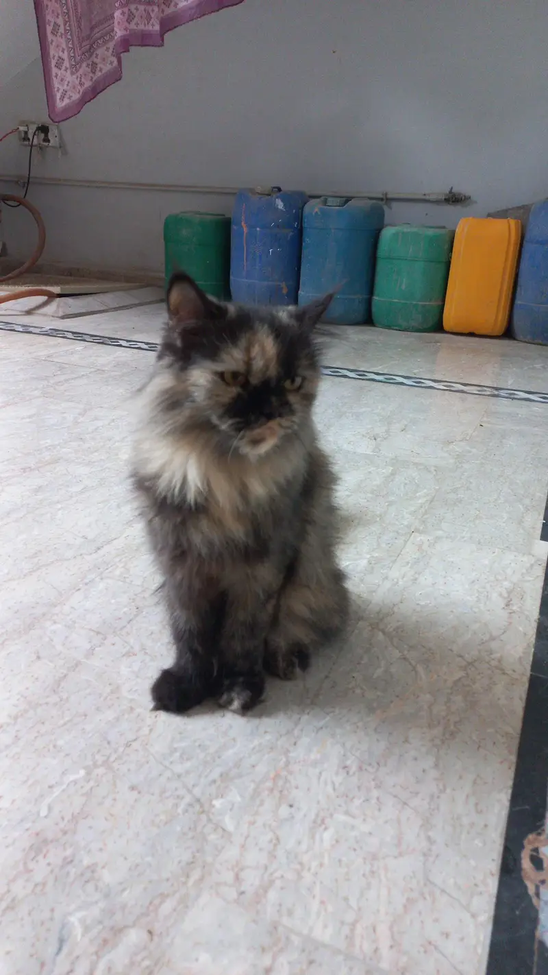 Unique colour persian cat — photo 2