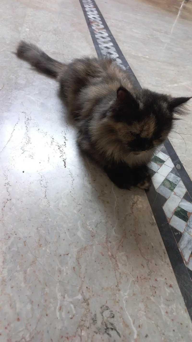 Unique colour persian cat — photo 3