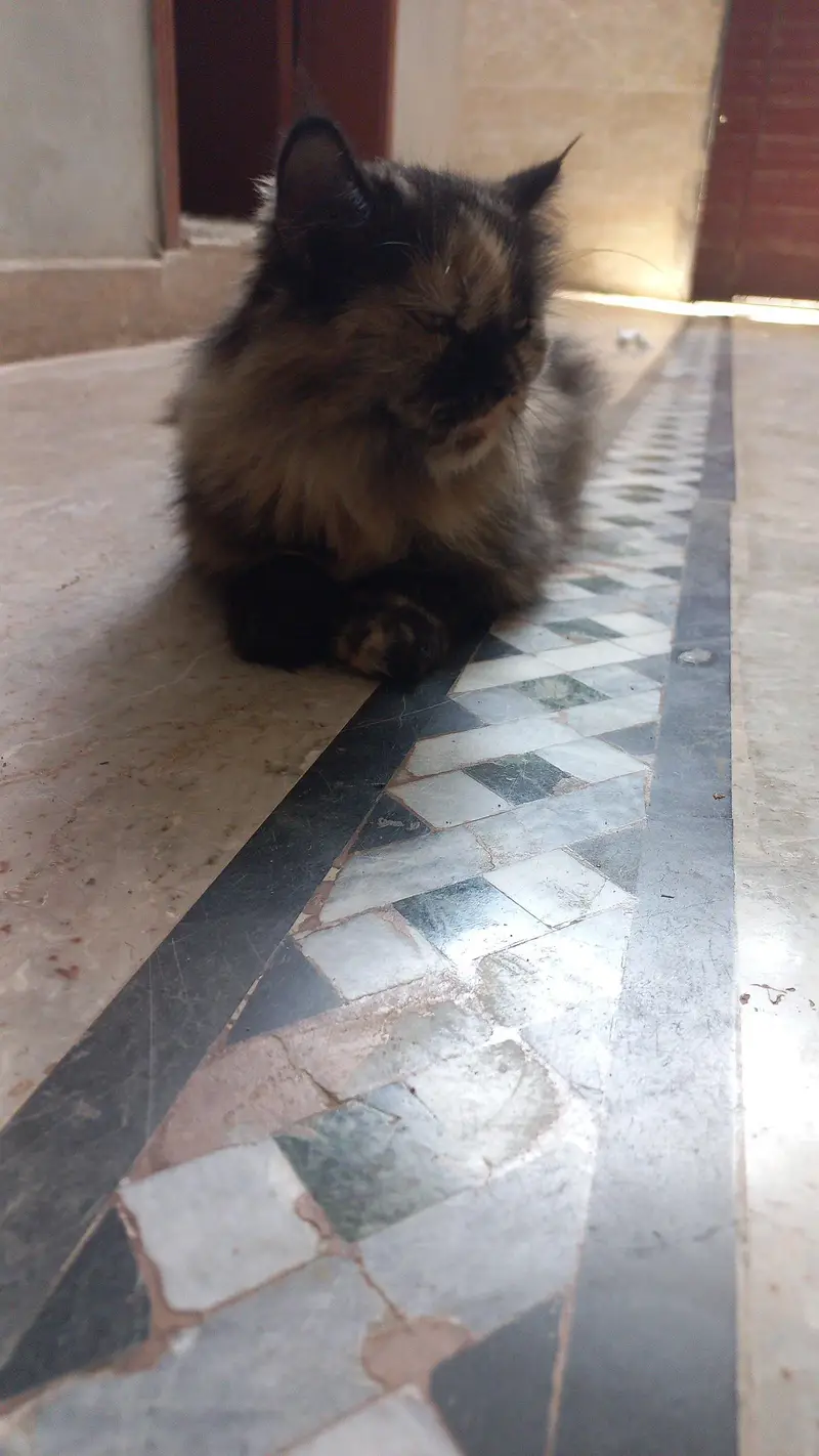 Unique colour persian cat — photo 4