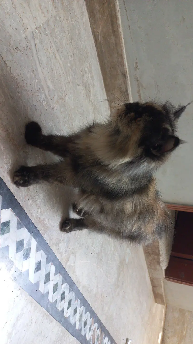 Unique colour persian cat — photo 5