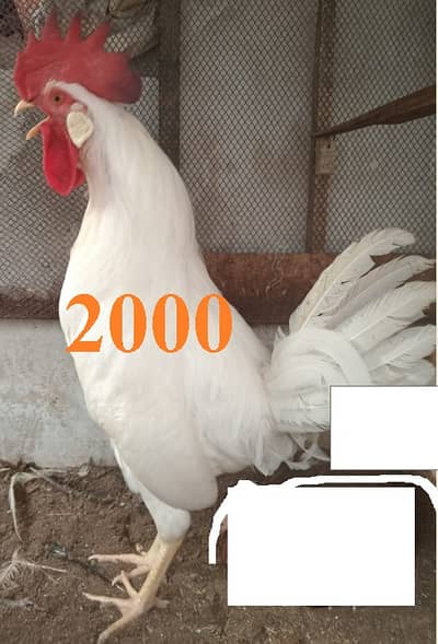 Healthy Desi Roosters & Hens for Sale | Strong & Active