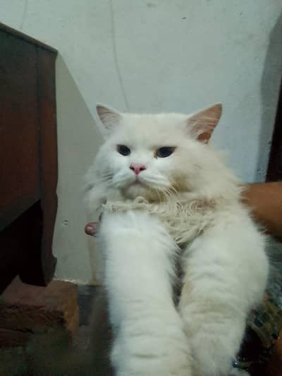 persian cat male blue eyes.