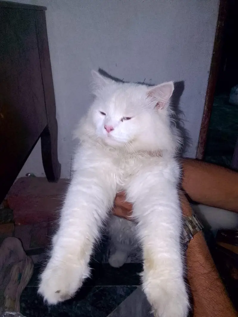 persian cat male blue eyes. — photo 2