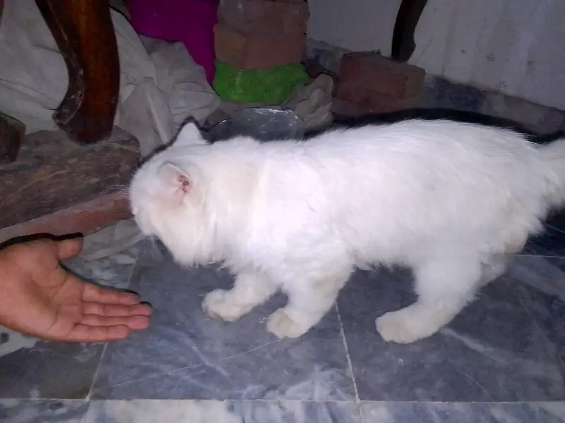 persian cat male blue eyes. — photo 3