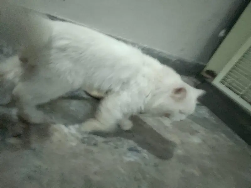 persian cat male blue eyes. — photo 4