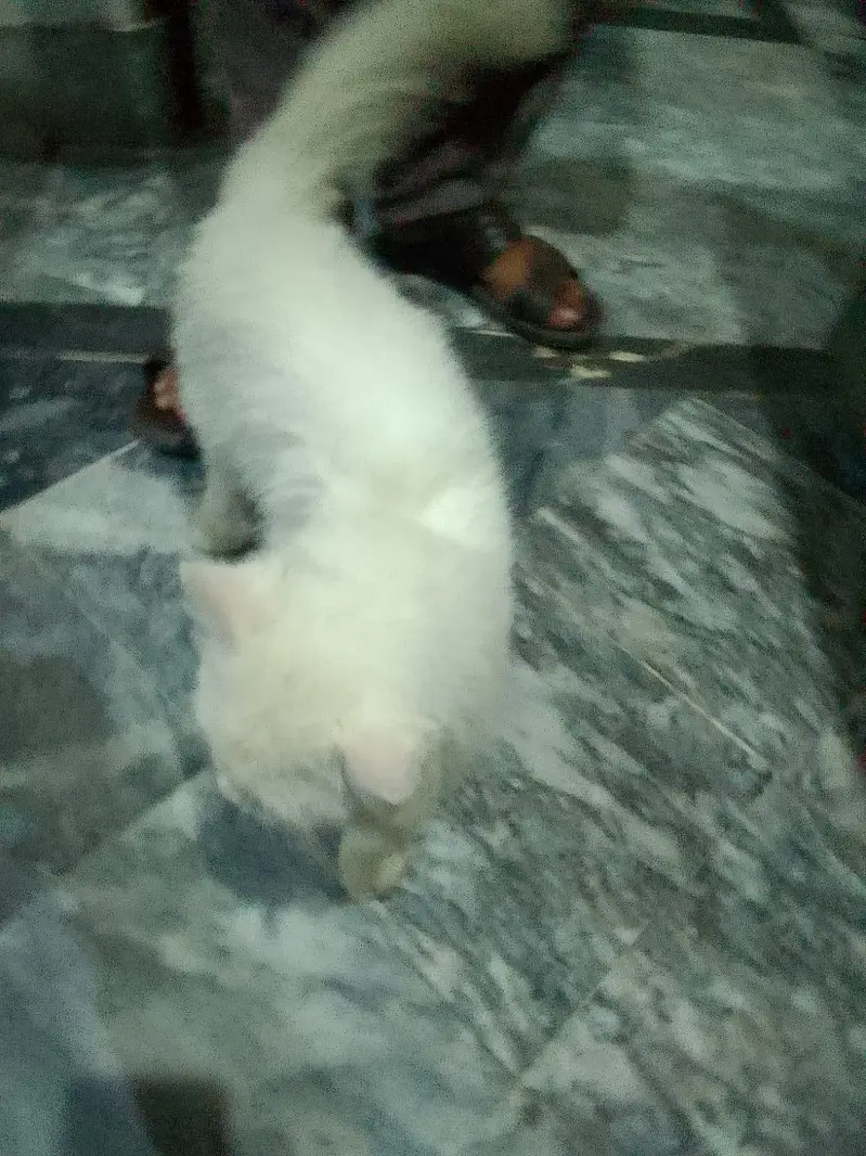 persian cat male blue eyes. — photo 6