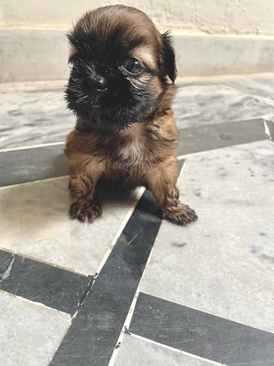shihtzu puppies