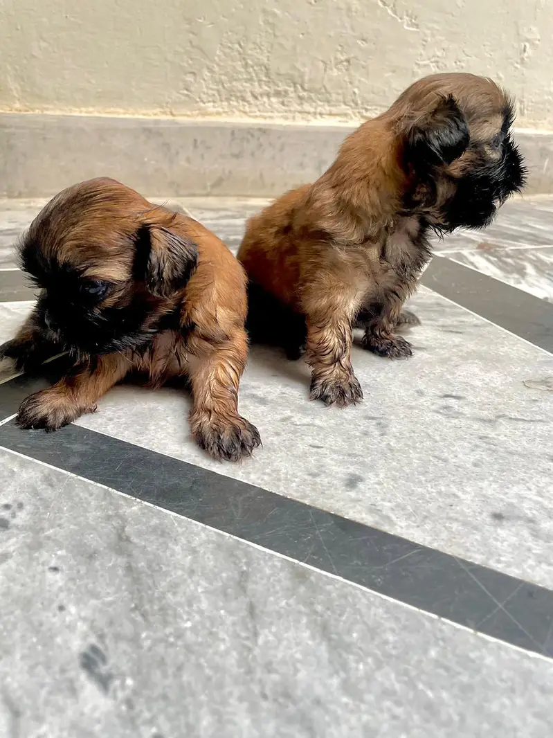 shihtzu puppies — photo 2