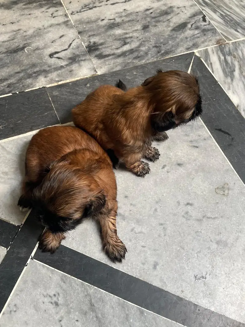 shihtzu puppies — photo 3